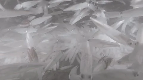 Squid mating in ocean Stock Footage 259908850