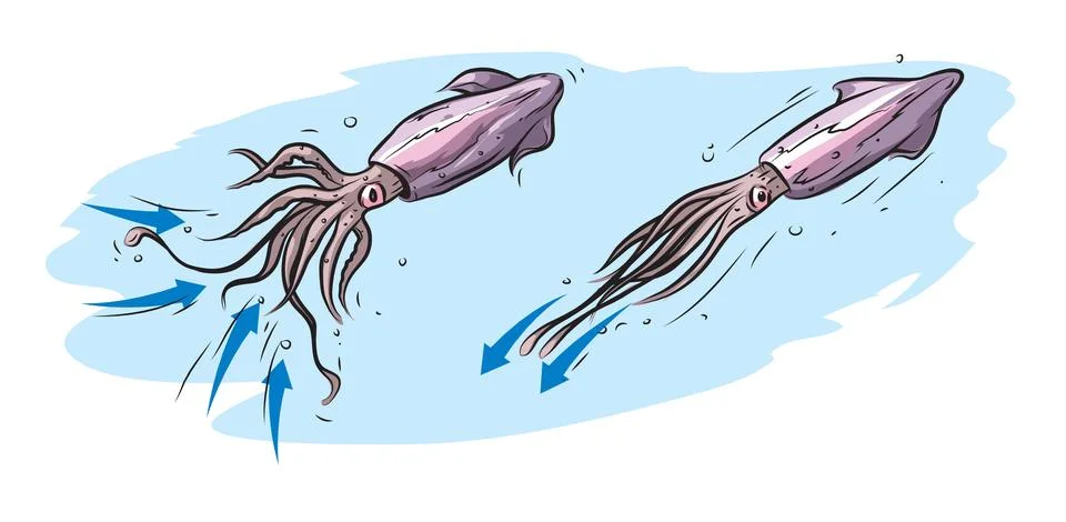 Squid movement Stock Illustration