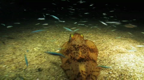 Squid at Night Vídeos de archivo 684451