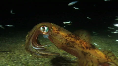 Squid at Night Vídeos de archivo 684458