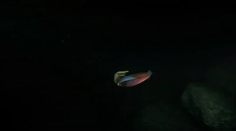 Squid at Night Stock Footage 684582