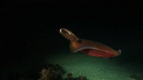 Squid at Night Stock Footage 684593