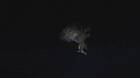 Squid at night 库存影片 7729499