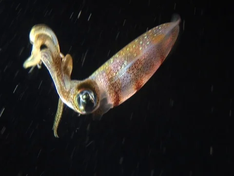 Squid at night Video stock 98699220