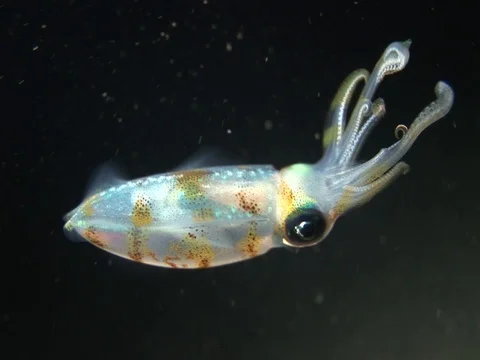 Squid at night Video stock 98699634