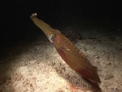 Squid at night Video stock 98860755