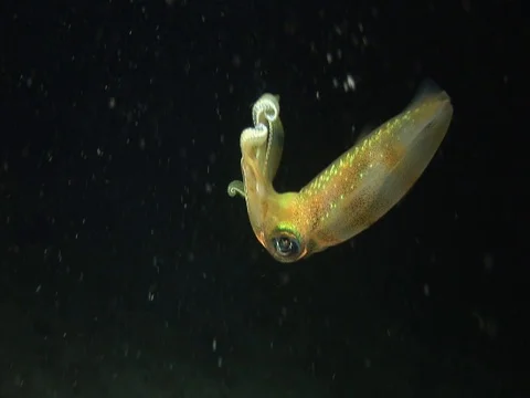 Squid at night Stock Footage 98860811