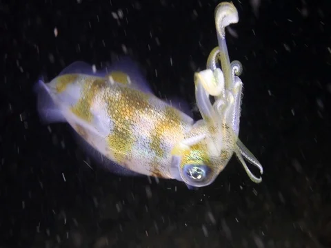 Squid at night Video stock 98860971