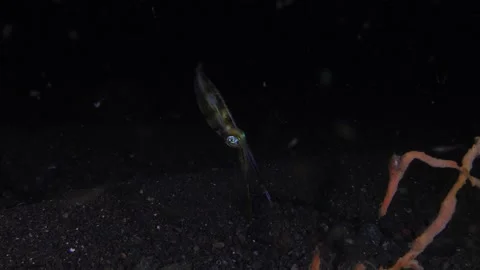 Squid at night Stock Footage 241469108
