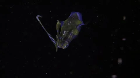 Squid in the night Stock Footage 266650011