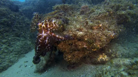 Squid Octopi. Pair Of Octopuses Mating.Colourful Marine Life.Underwater Wildlife Stock Footage 119183289