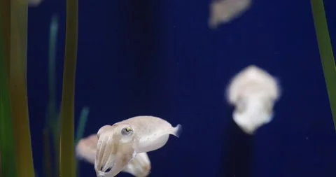 Squid or cuttlefish swimming underwater amongst aquatic plants Video stock 150480701