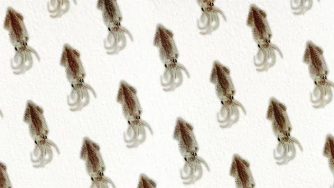 Squid pattern, ideal footage for themes such as Mediterranean cuisine, fishing Stock Footage 153616264