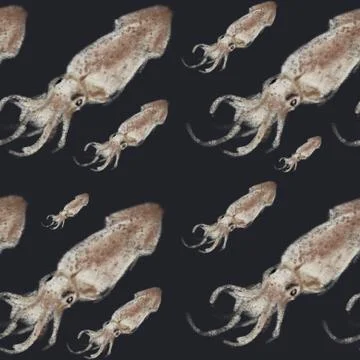 Squid pattern, ideal footage for themes such as Mediterranean cuisine, fishing Stock Illustration