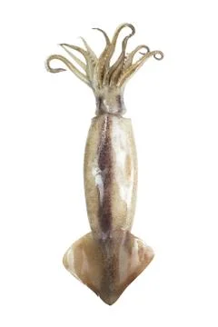 Squid Stock Photos
