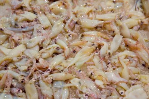 Squid 스톡 사진