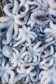 Squid Stock Photos
