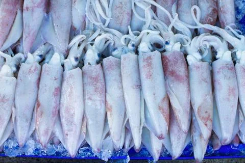 Squid Stock Photos