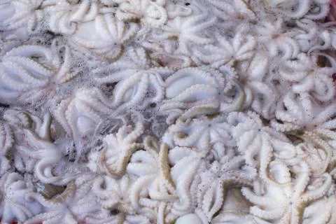 Squid Stock Photos