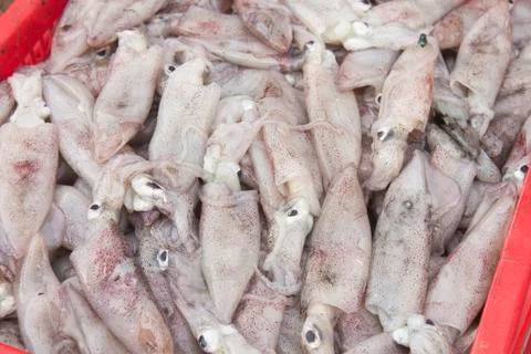 Squid Stock Photos