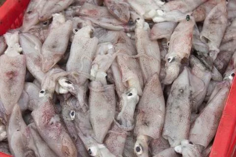 Squid Stock Photos