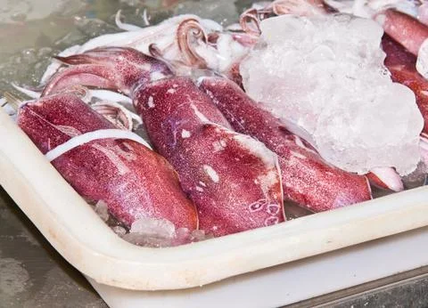 Squid Stock Photos