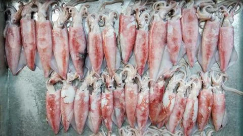 Squid Stock Photos