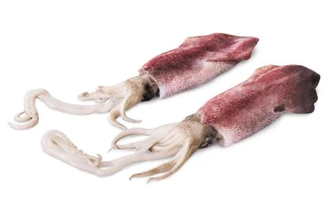 Squid Stock Photos