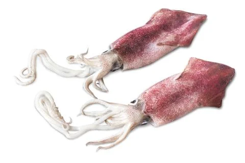 Squid Stock Photos