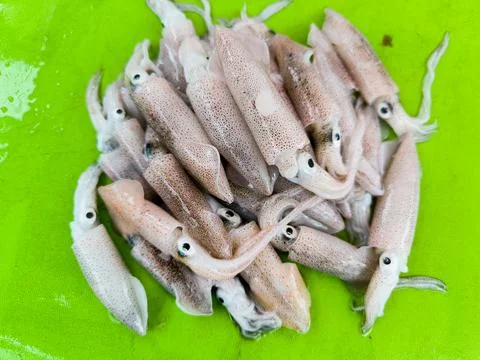 Squid 스톡 사진