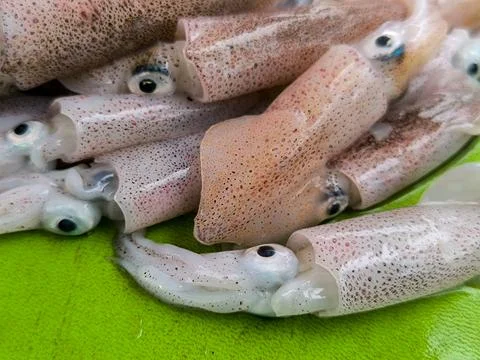 Squid Foto stock