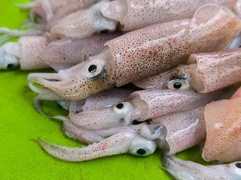 Squid Foto stock