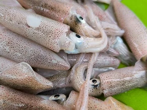 Squid 스톡 사진