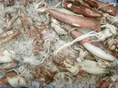 SQUID Stock Photos