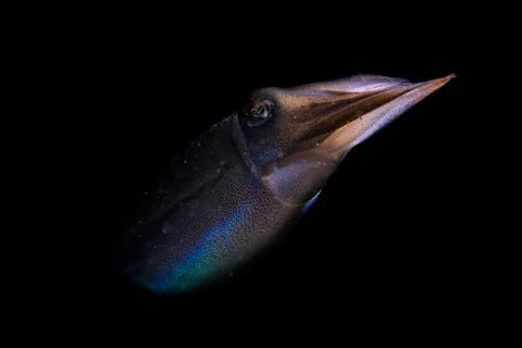 Squid portrait Stock Photos