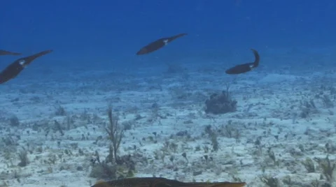 Squid (profile) Видео 8794120