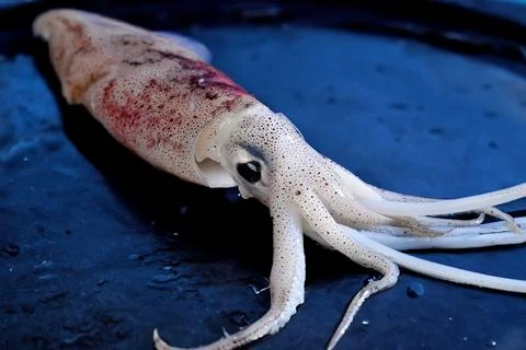 A squid ready to be cooked on a fried grill Foto stock