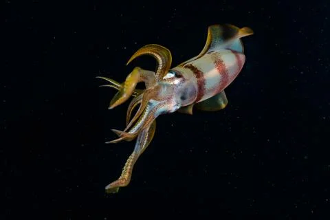 Squid in the Red Sea Stock Photos