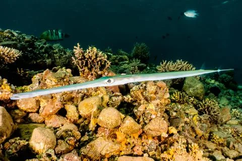 Squid in the Red Sea Stock Photos