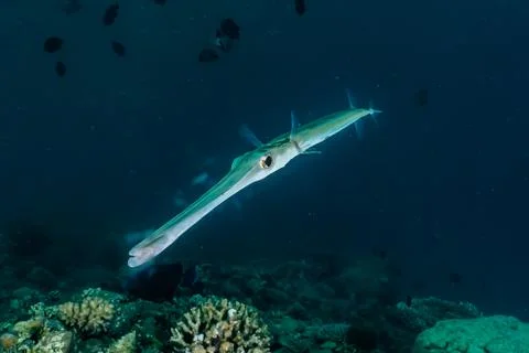 Squid in the Red Sea Stock Photos