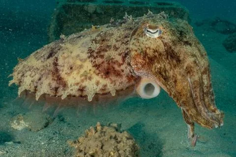 Squid in the Red Sea Stock Photos