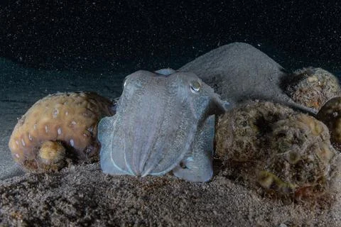 Squid in the Red Sea Stock Photos
