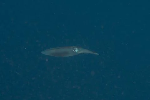 Squid in the Red Sea Stock Photos