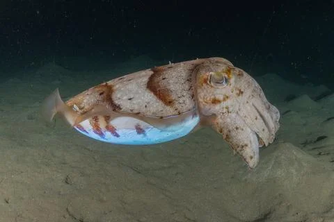 Squid in the Red Sea Stock Photos