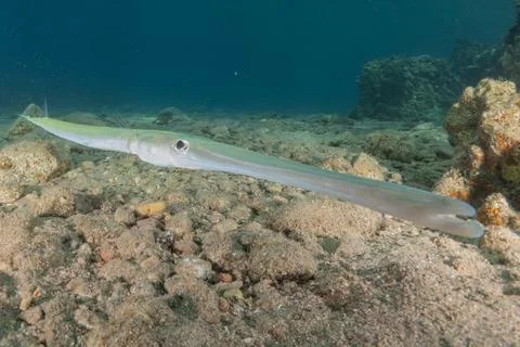 Squid in the Red Sea Stock Photos