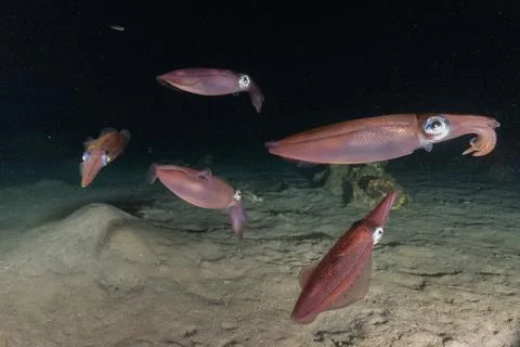 Squid in the Red Sea Foto stock