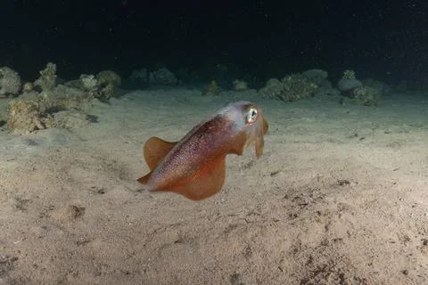 Squid in the Red Sea Stock Photos