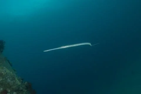 Squid in the Red Sea Stock Photos