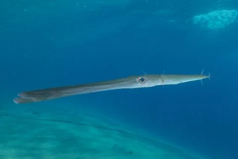 Squid in the Red Sea Stock Photos