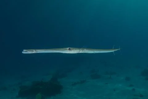 Squid in the Red Sea Stock Photos